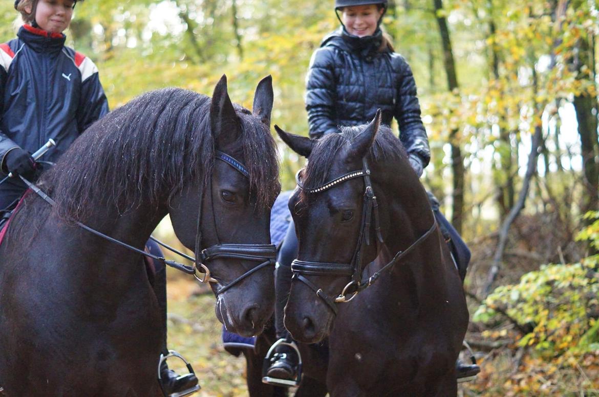 Frieser Wictoria von Inger-Marienlund (Gris) billede 5