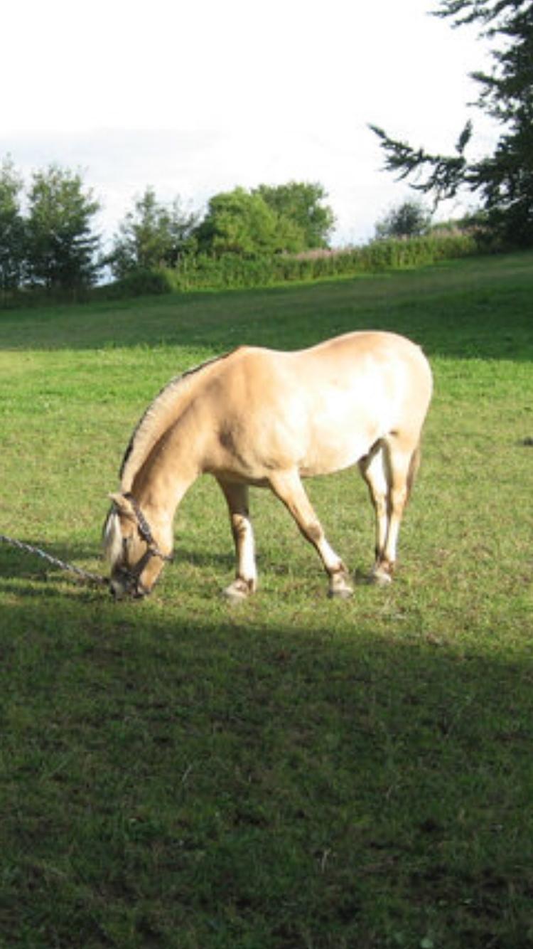 Fjordhest Lyngbjergs Frederik (R.I.P) billede 19