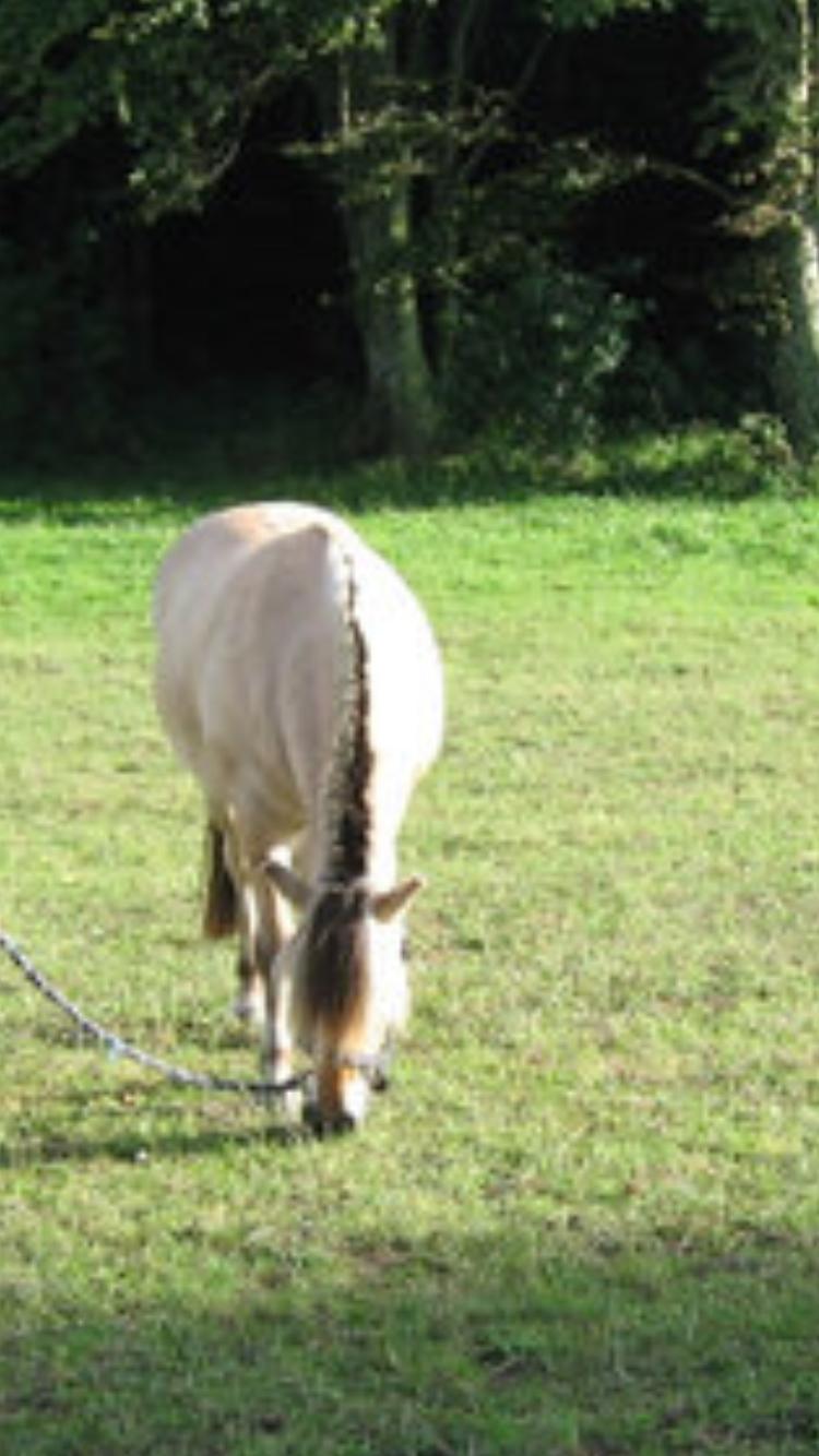 Fjordhest Lyngbjergs Frederik (R.I.P) billede 20