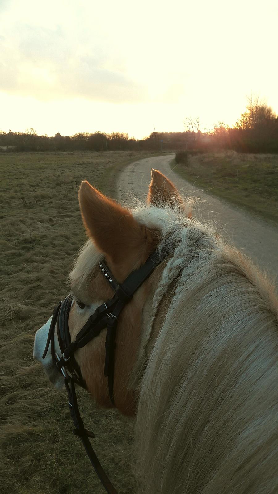 Haflinger Grynet (Kaldes Gry) - På tur <3 billede 16