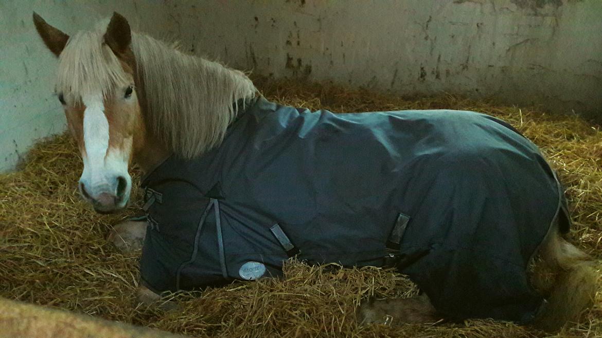 Haflinger Grynet (Kaldes Gry) billede 2