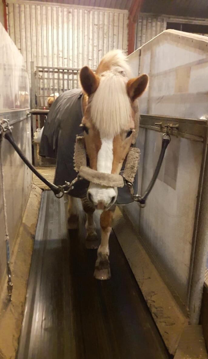 Haflinger Grynet (Kaldes Gry) - På skridtbånd <3 billede 8