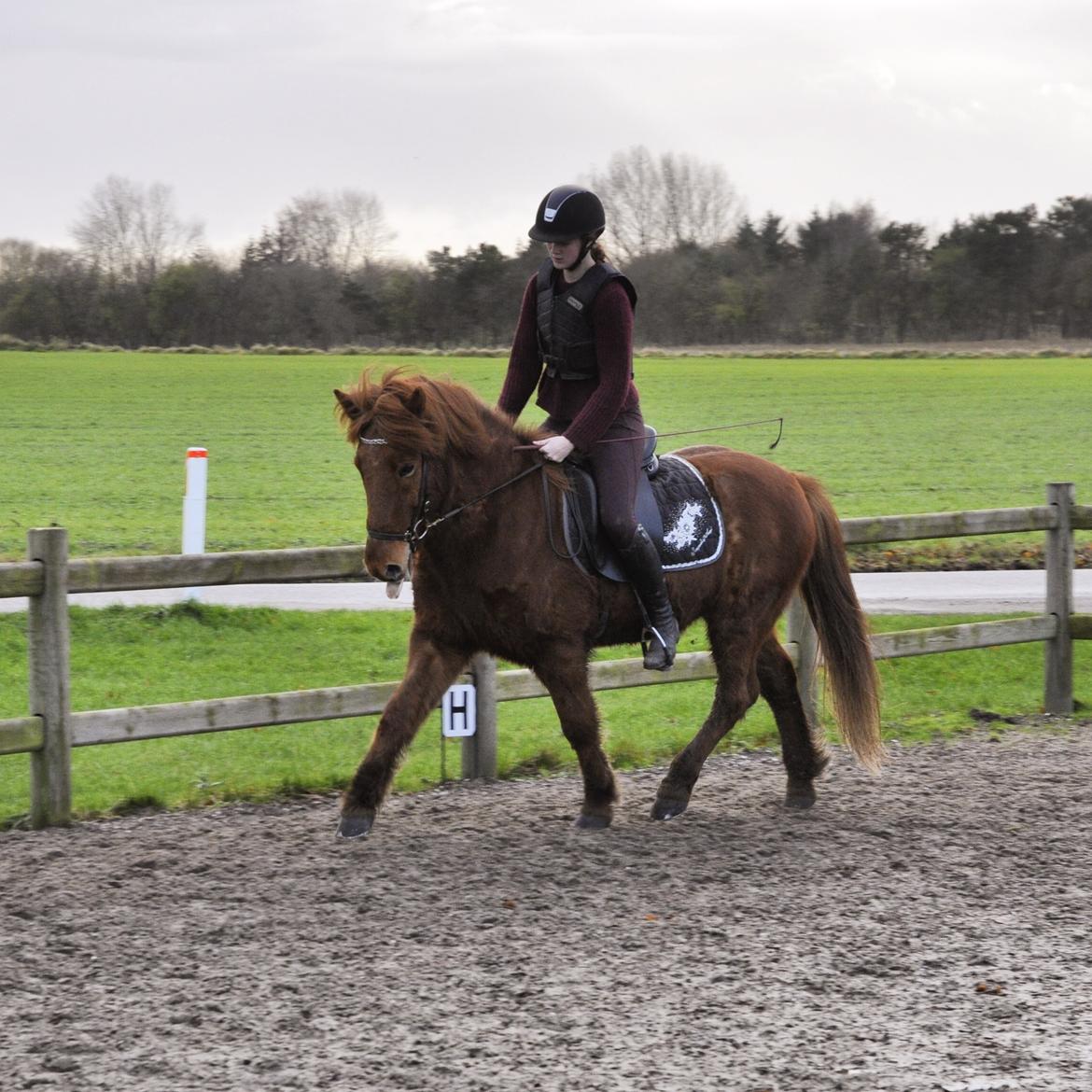 Islænder Kiljan fra Vindbyholt - 2017! billede 20