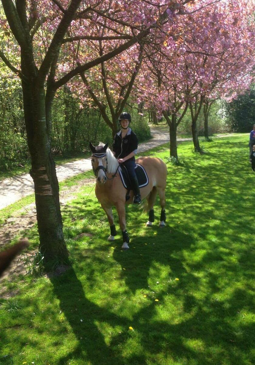 Haflinger Grynet (Kaldes Gry) - På tur <3 billede 11