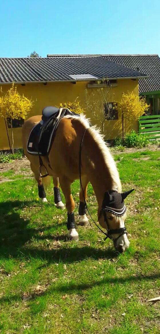 Haflinger Grynet (Kaldes Gry) - Redet en tur hjem i haven <3 billede 7