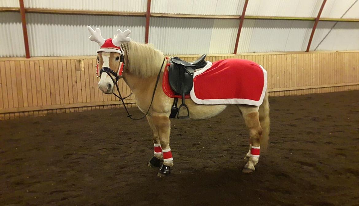Haflinger Grynet (Kaldes Gry) billede 12