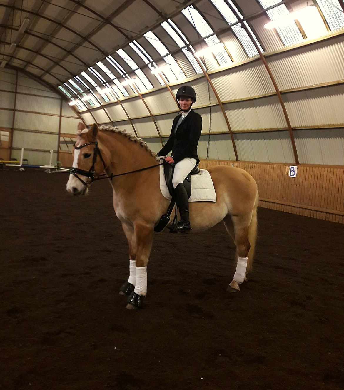 Haflinger Grynet (Kaldes Gry) billede 3