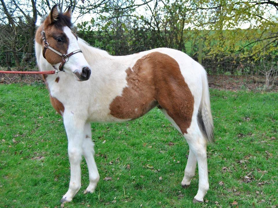 Paint LBS Katie Dun billede 14