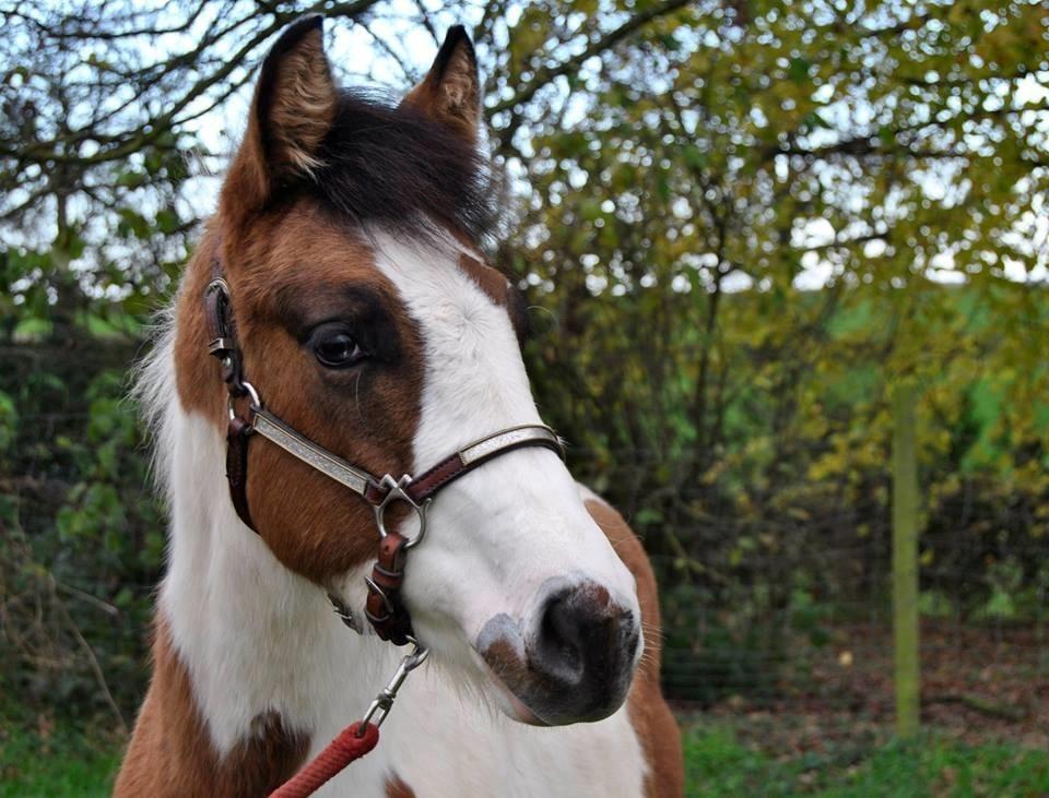 Paint LBS Katie Dun billede 16