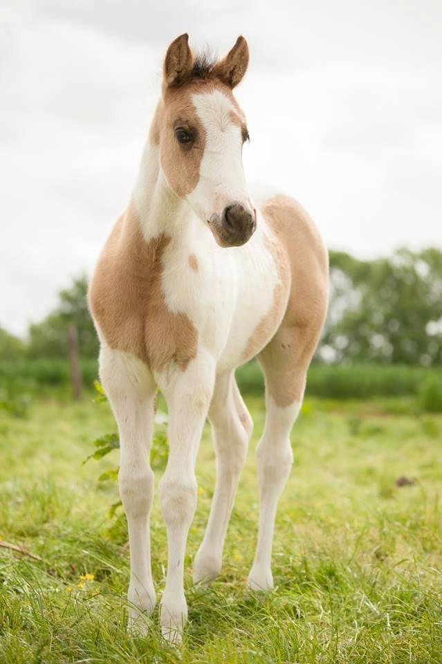 Paint LBS Katie Dun billede 15