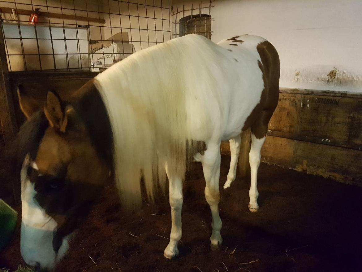 Paint LBS Katie Dun billede 12