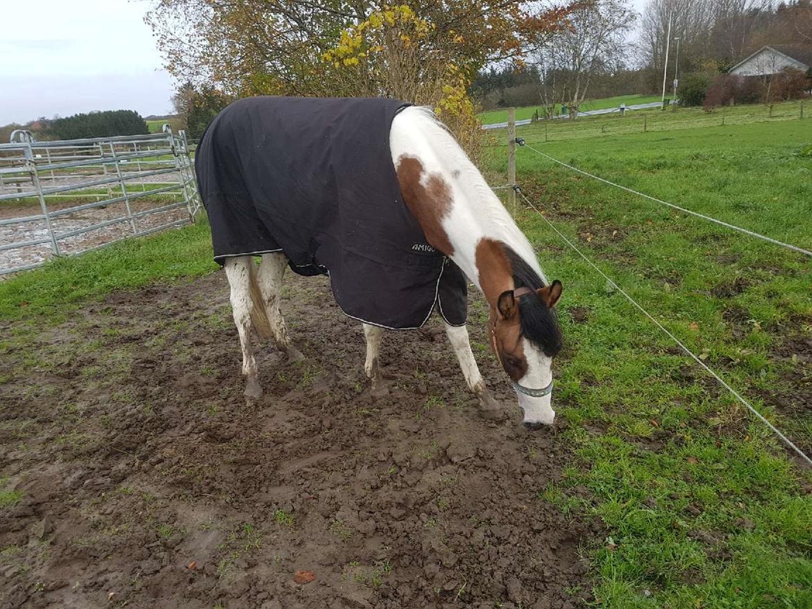 Paint LBS Katie Dun billede 11