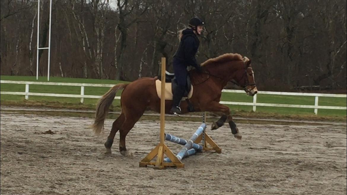 Welsh Cob (sec D) Kiding Game On billede 13