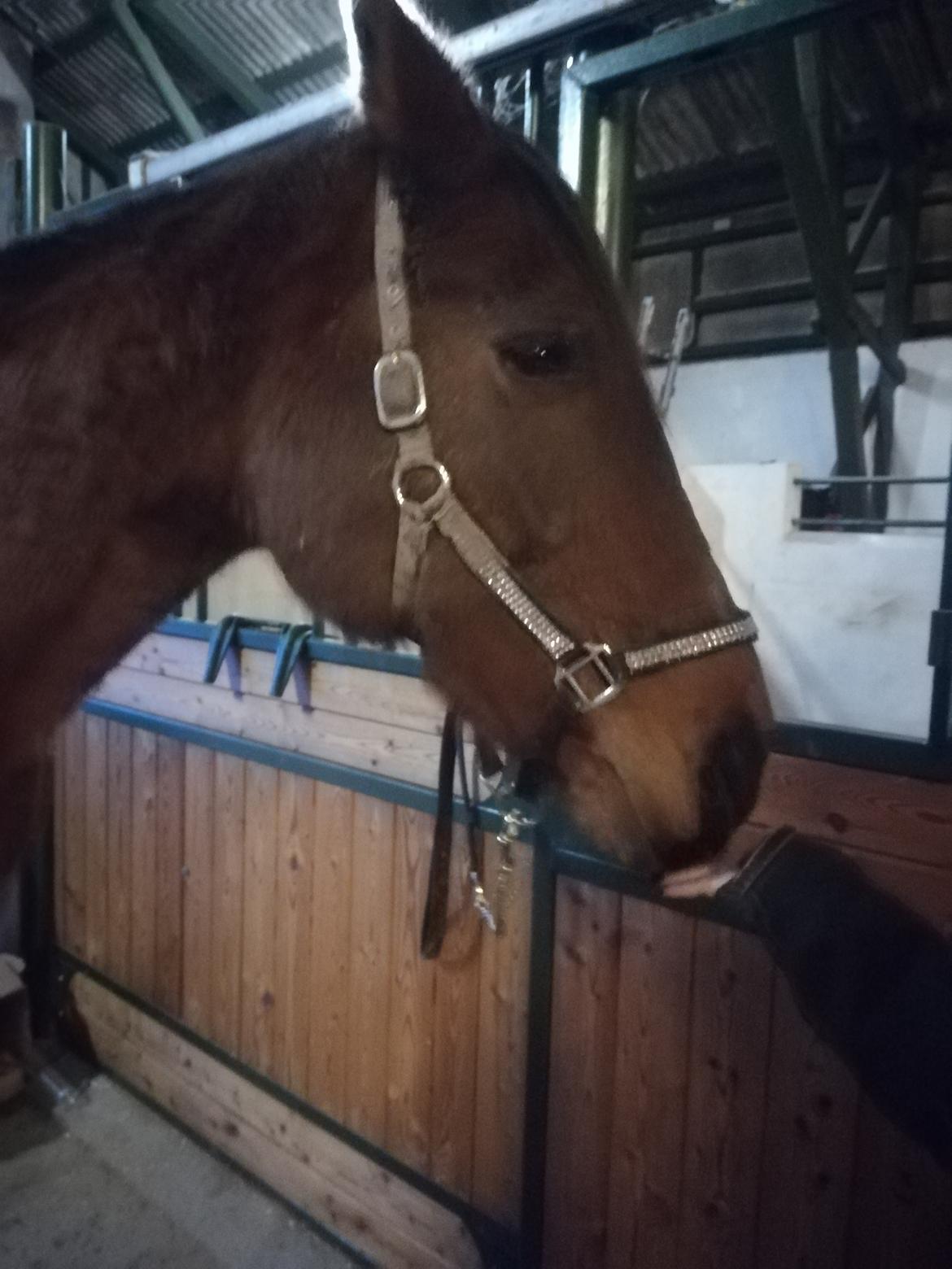 Dansk Varmblod saskinelle rørsø billede 3