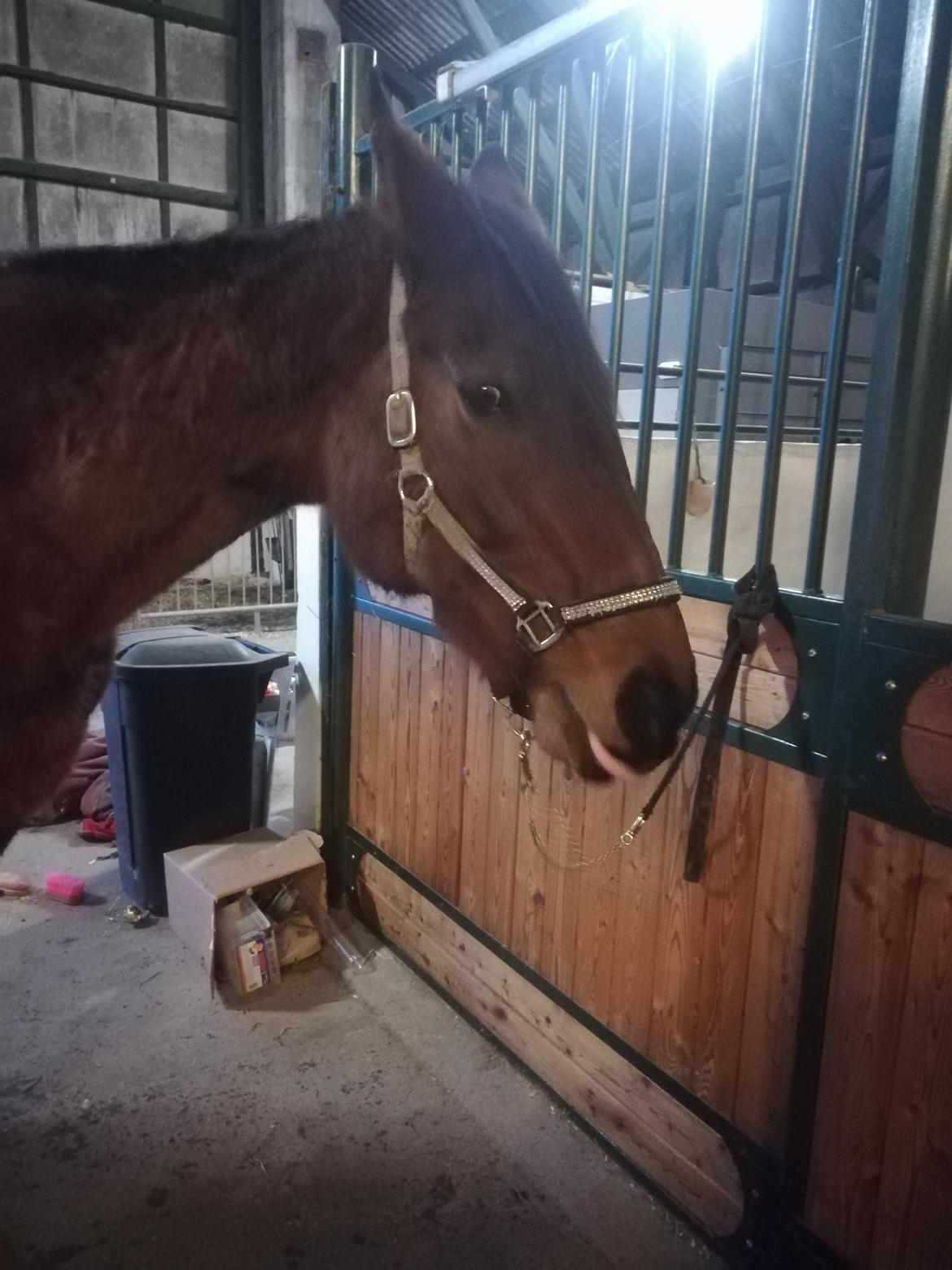 Dansk Varmblod saskinelle rørsø billede 5