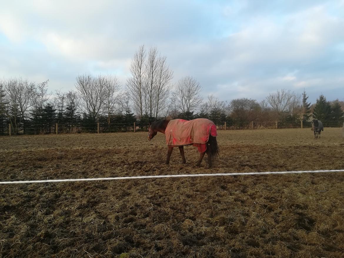 Dansk Varmblod saskinelle rørsø billede 1