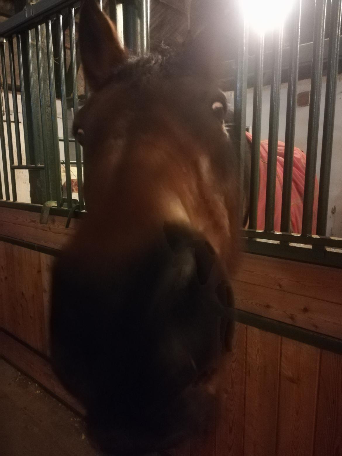 Dansk Varmblod saskinelle rørsø billede 7