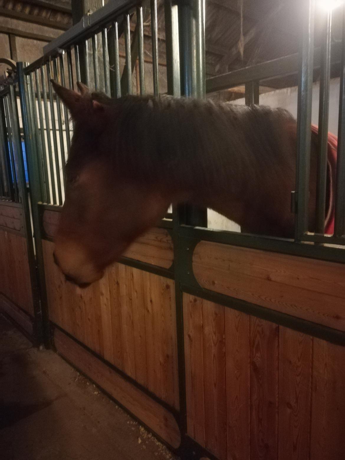 Dansk Varmblod saskinelle rørsø billede 6