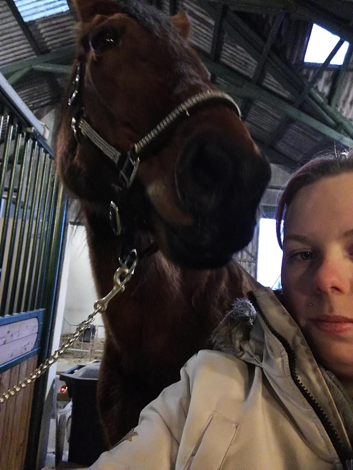 Dansk Varmblod saskinelle rørsø billede 8