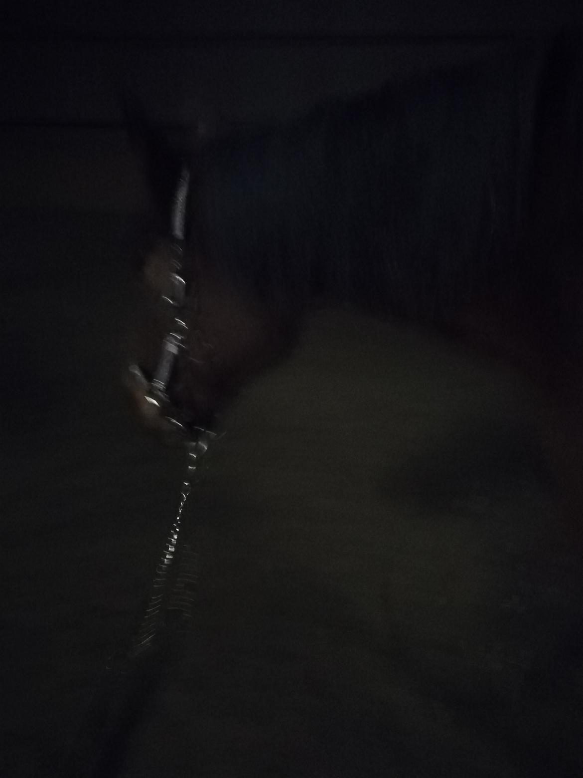 Dansk Varmblod saskinelle rørsø billede 10