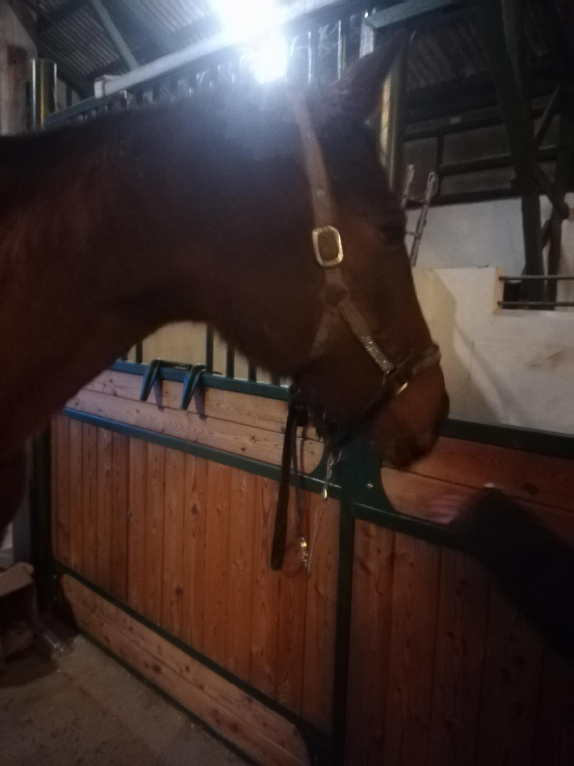 Dansk Varmblod saskinelle rørsø billede 9