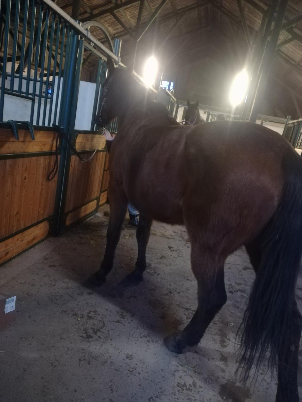 Dansk Varmblod saskinelle rørsø billede 11