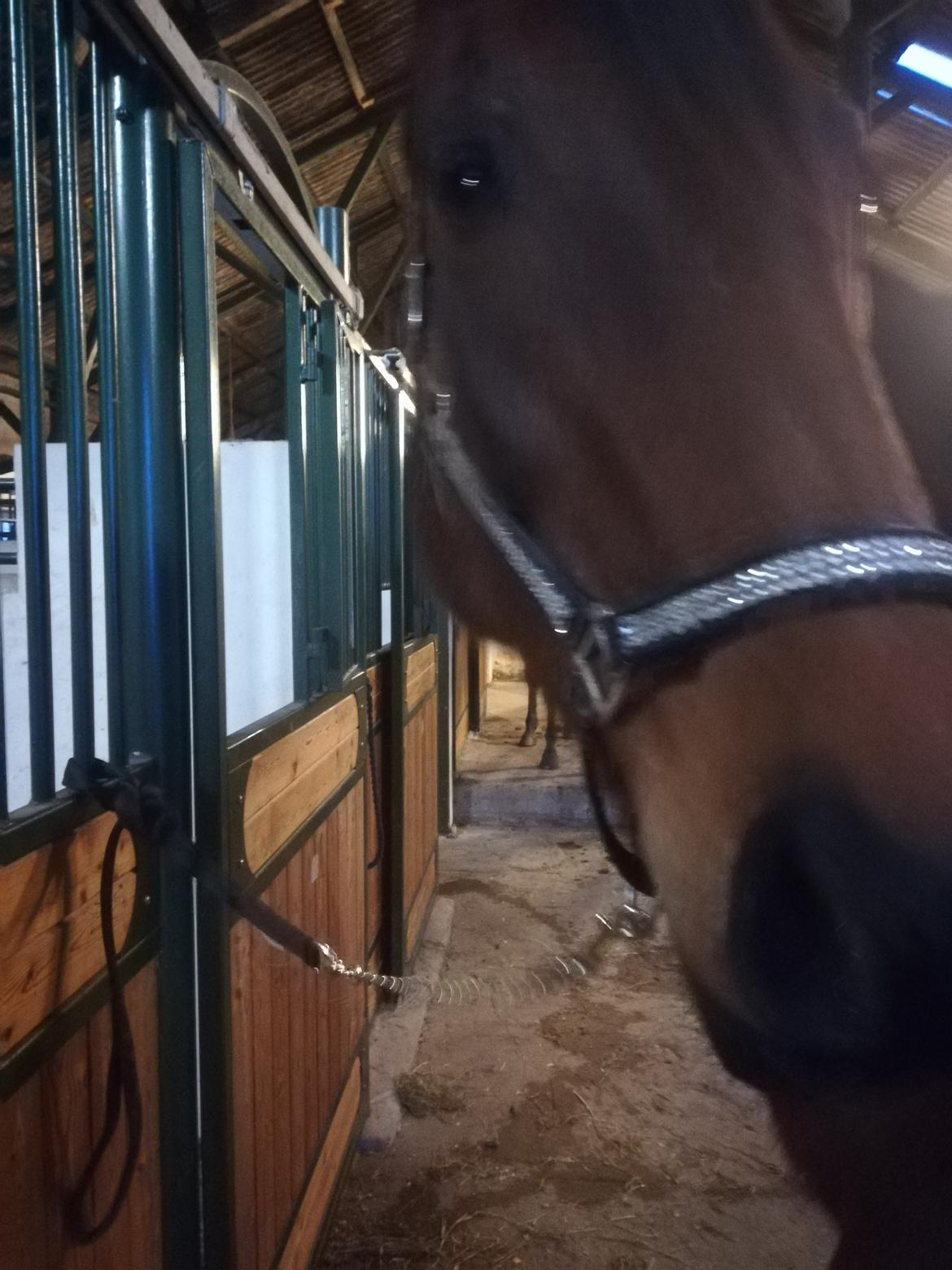 Dansk Varmblod saskinelle rørsø billede 12