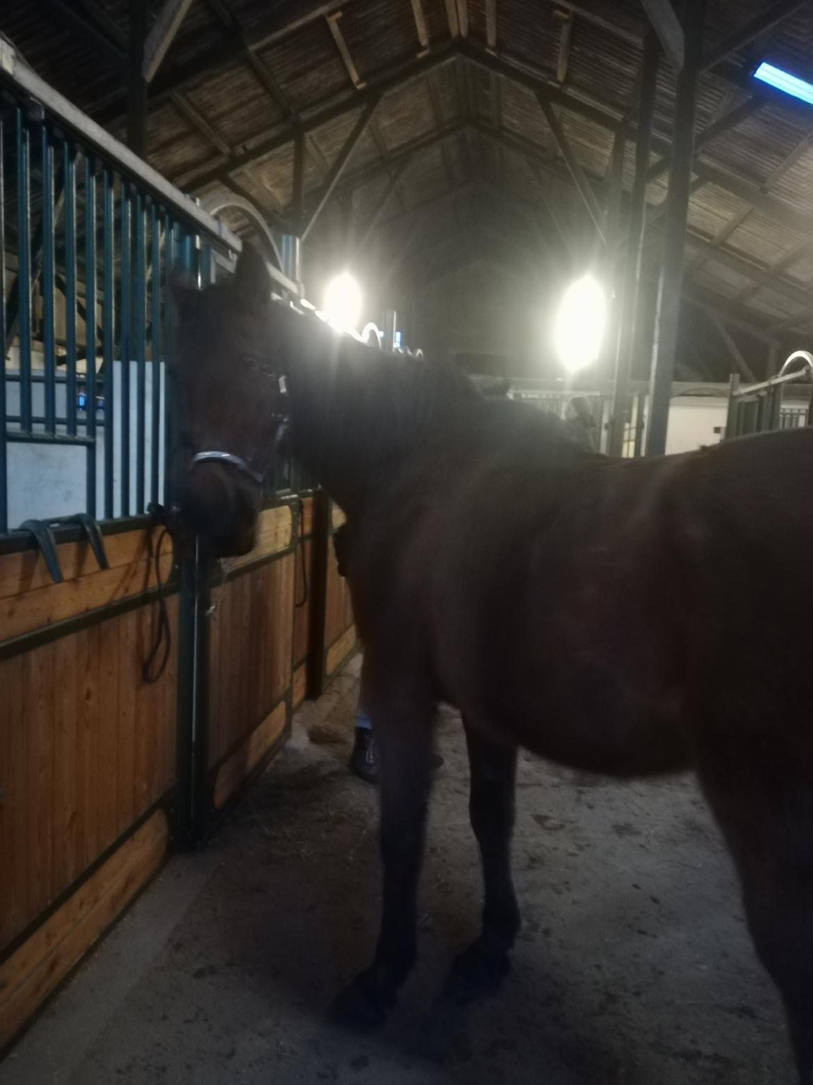 Dansk Varmblod saskinelle rørsø billede 13