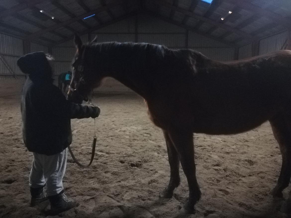 Dansk Varmblod saskinelle rørsø billede 14