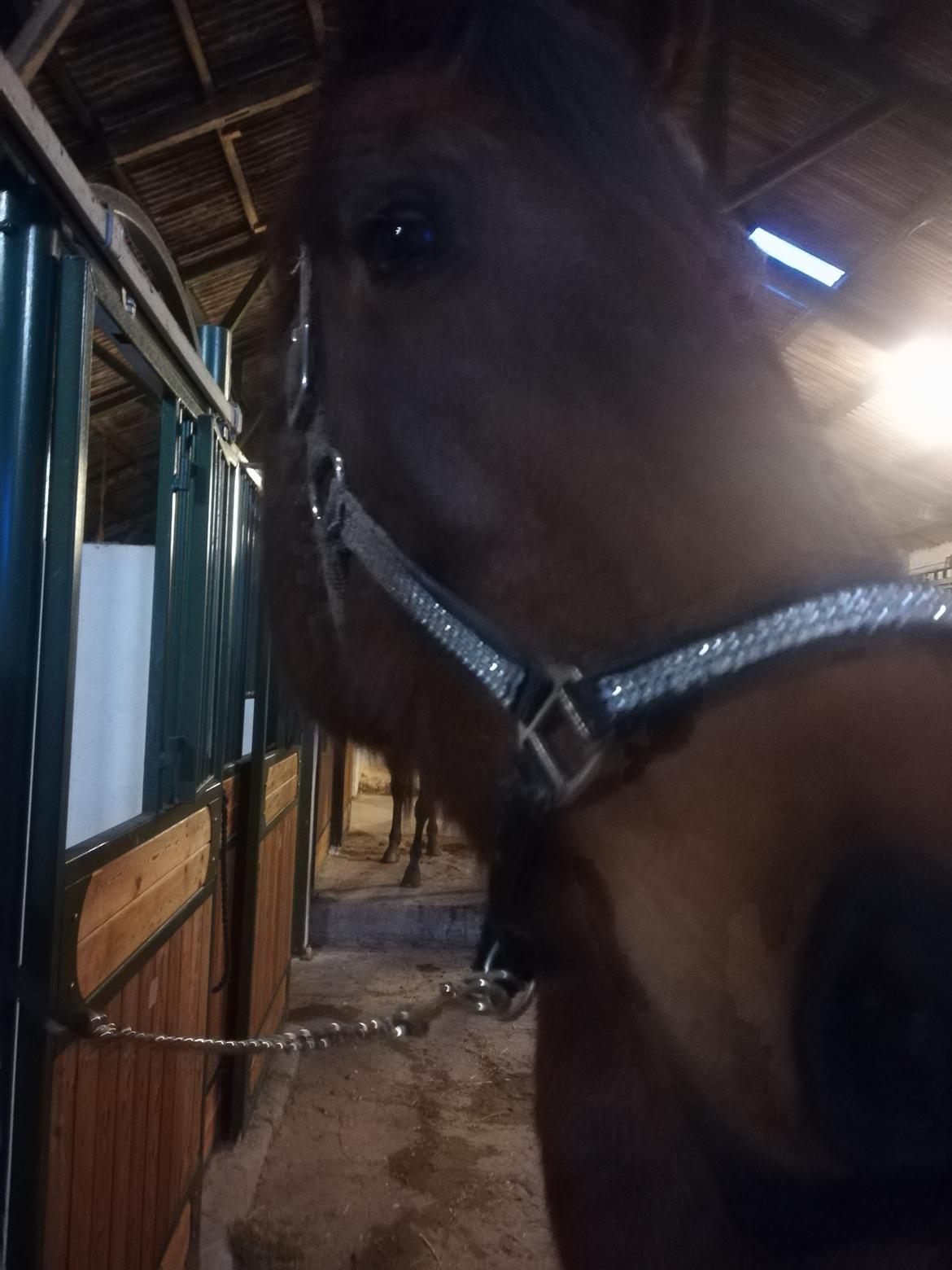 Dansk Varmblod saskinelle rørsø billede 15