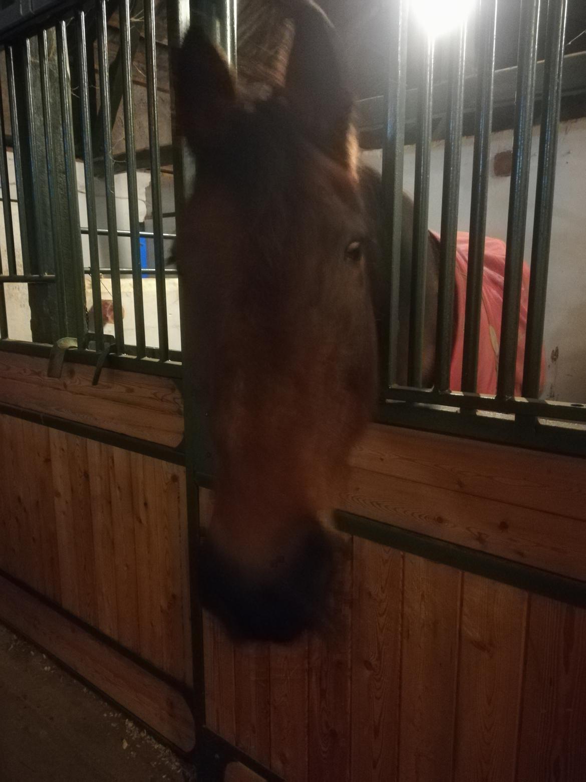 Dansk Varmblod saskinelle rørsø billede 16