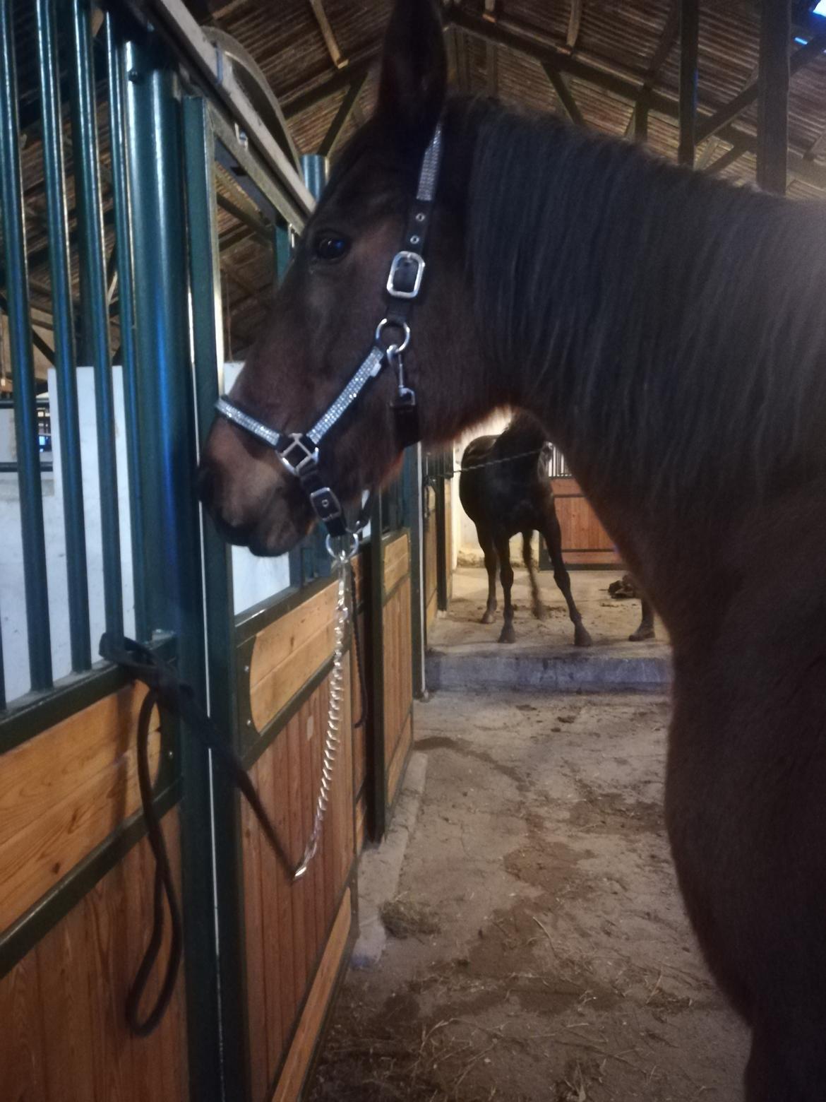 Dansk Varmblod saskinelle rørsø billede 20