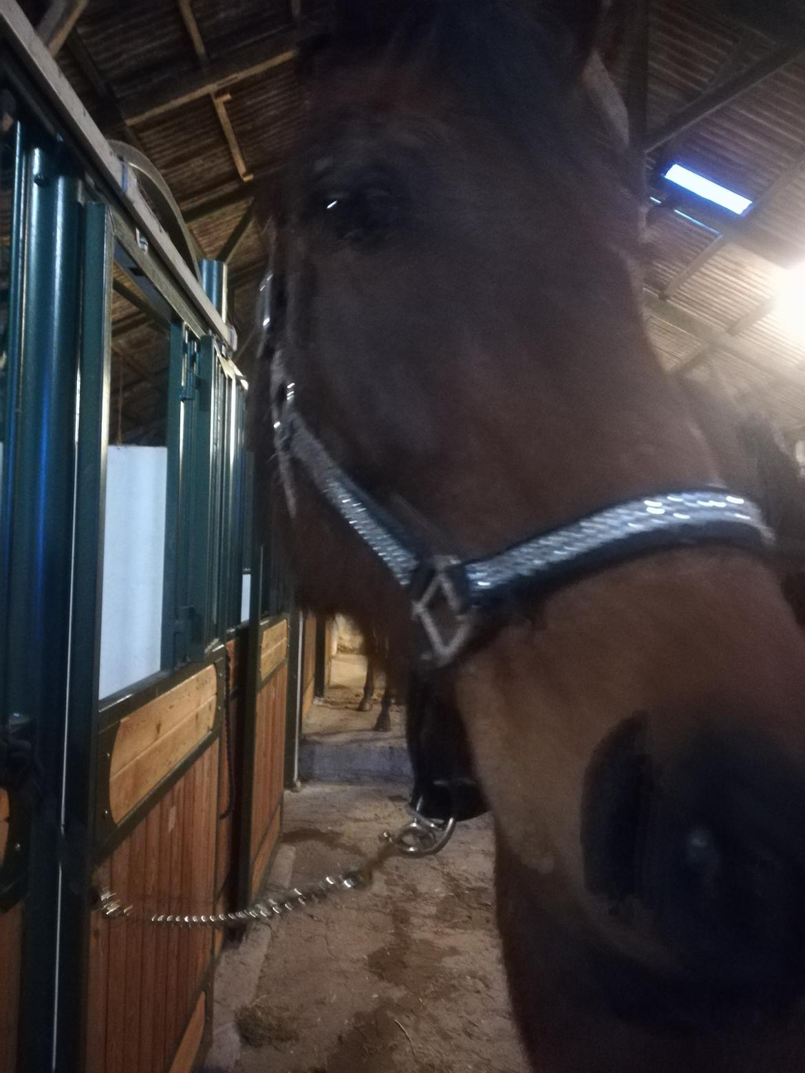 Dansk Varmblod saskinelle rørsø billede 19