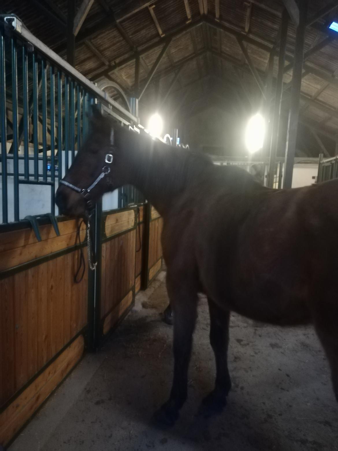 Dansk Varmblod saskinelle rørsø billede 21