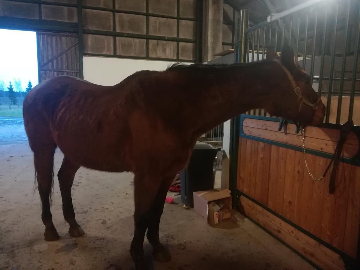 Dansk Varmblod saskinelle rørsø billede 22