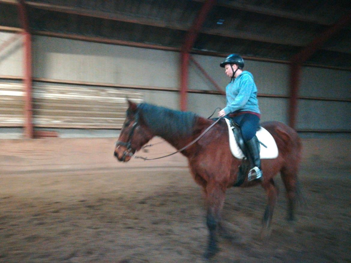 Dansk Varmblod saskinelle rørsø billede 26