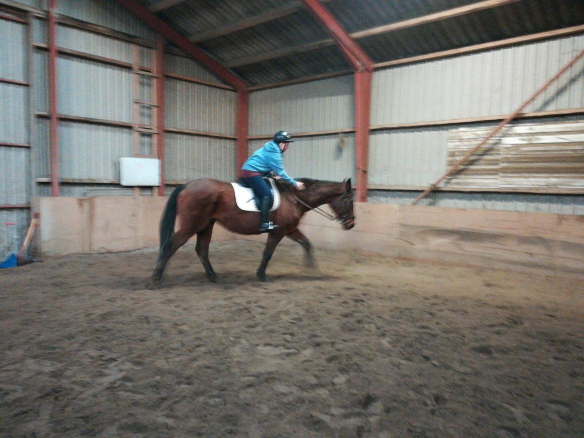 Dansk Varmblod saskinelle rørsø billede 25