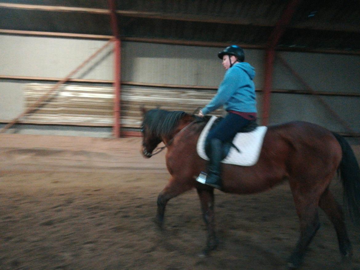 Dansk Varmblod saskinelle rørsø billede 27