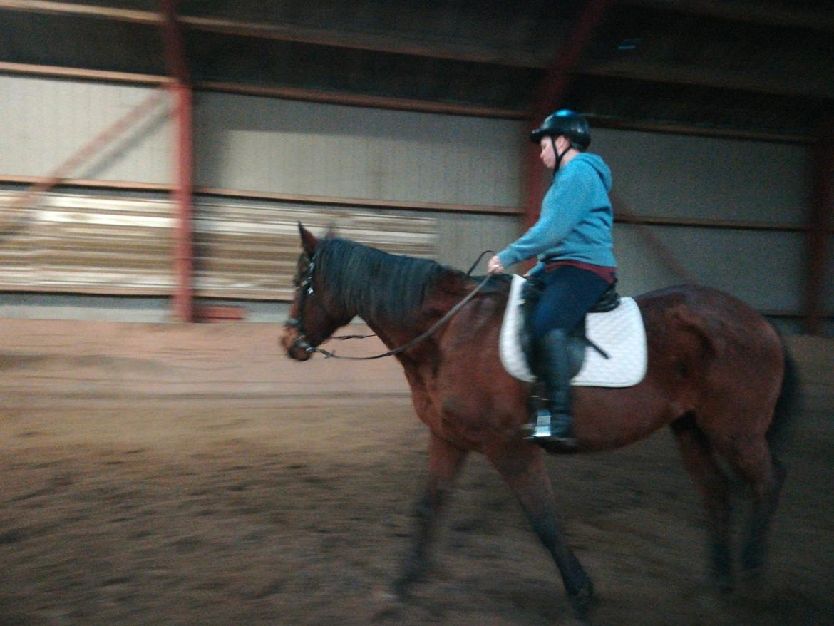 Dansk Varmblod saskinelle rørsø billede 2