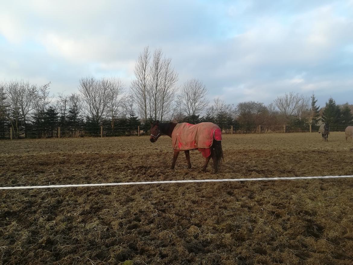 Dansk Varmblod saskinelle rørsø billede 24