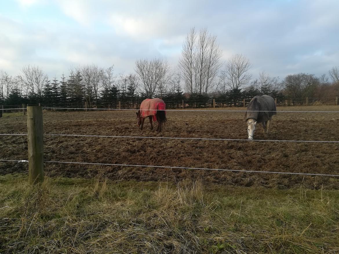 Dansk Varmblod saskinelle rørsø billede 23