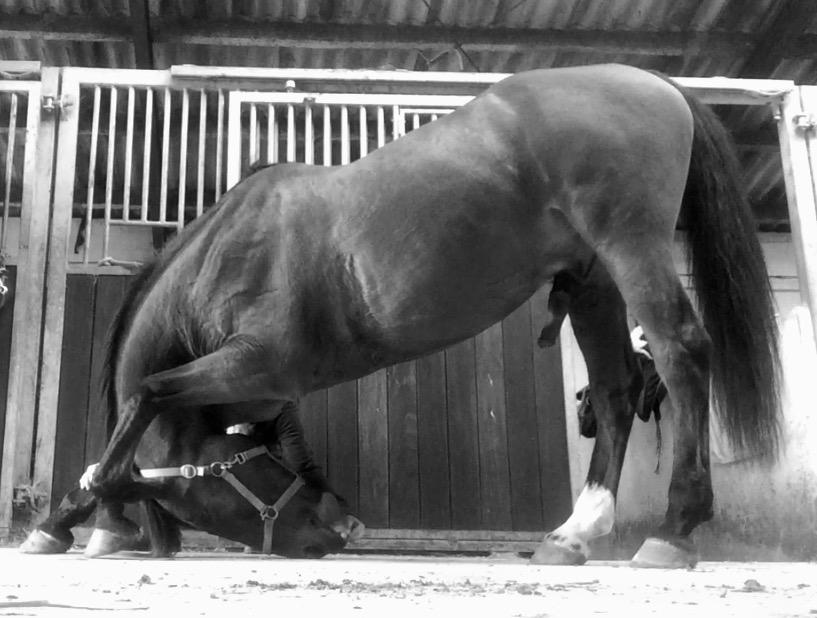 Anden særlig race Comino billede 14