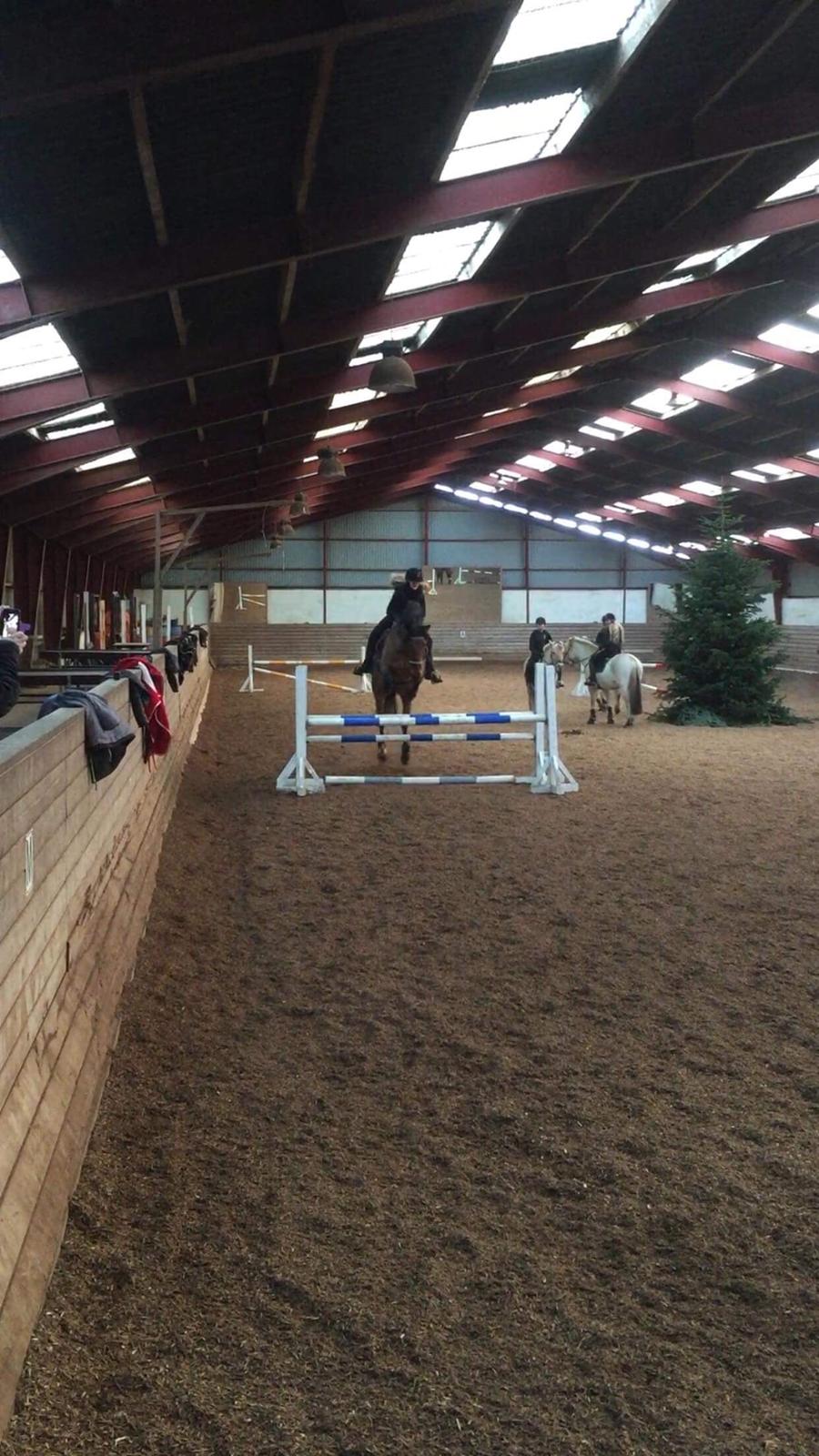 Anden særlig race Comino - Første springtræning på Comino. (1m) billede 15