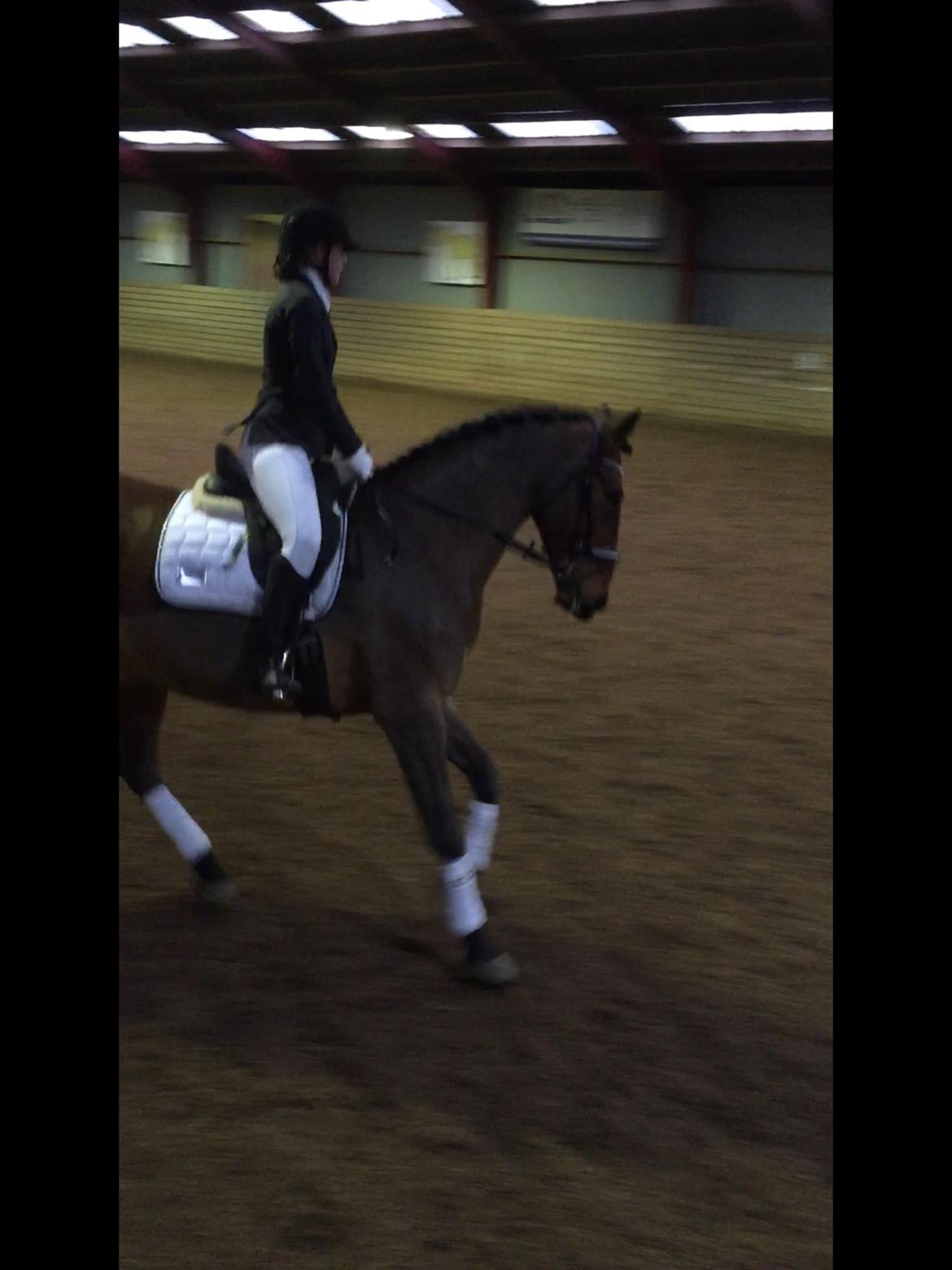 Anden særlig race Comino billede 16