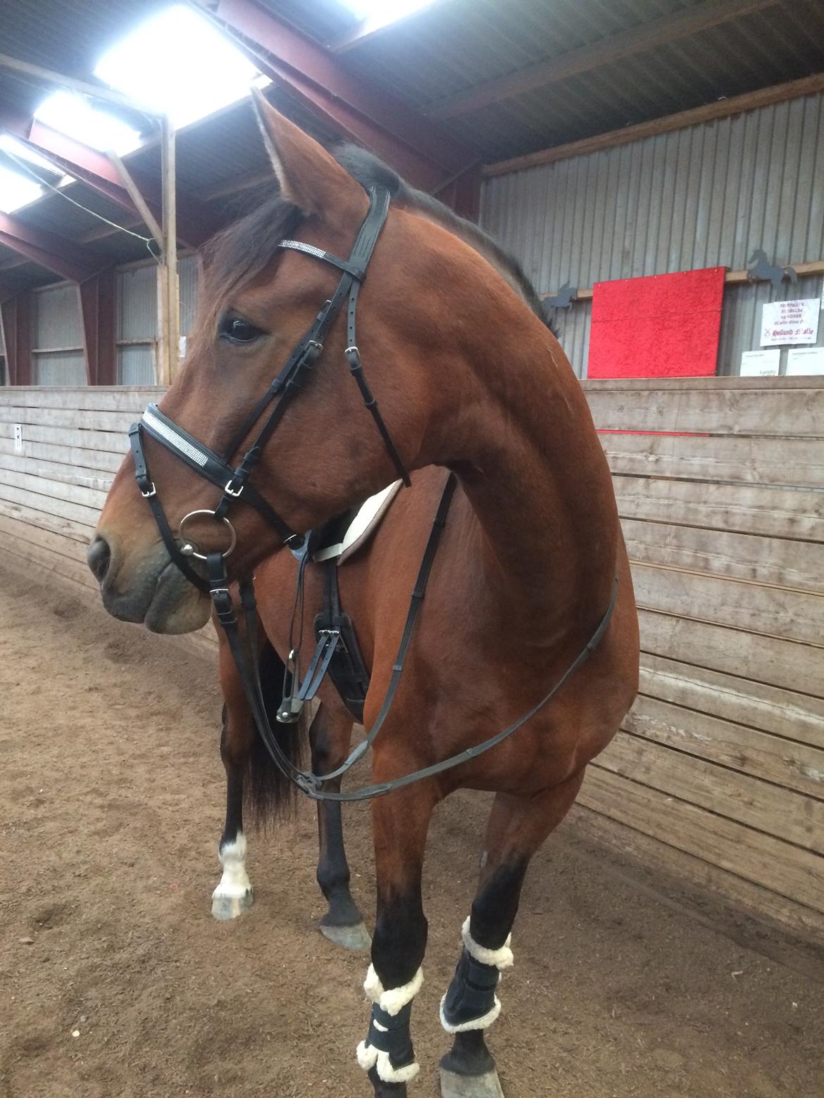 Anden særlig race Comino billede 17