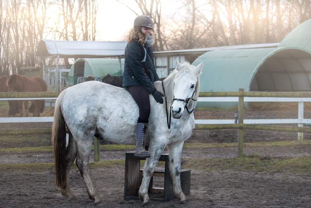 Connemara Dambækgårds Rubbin billede 5