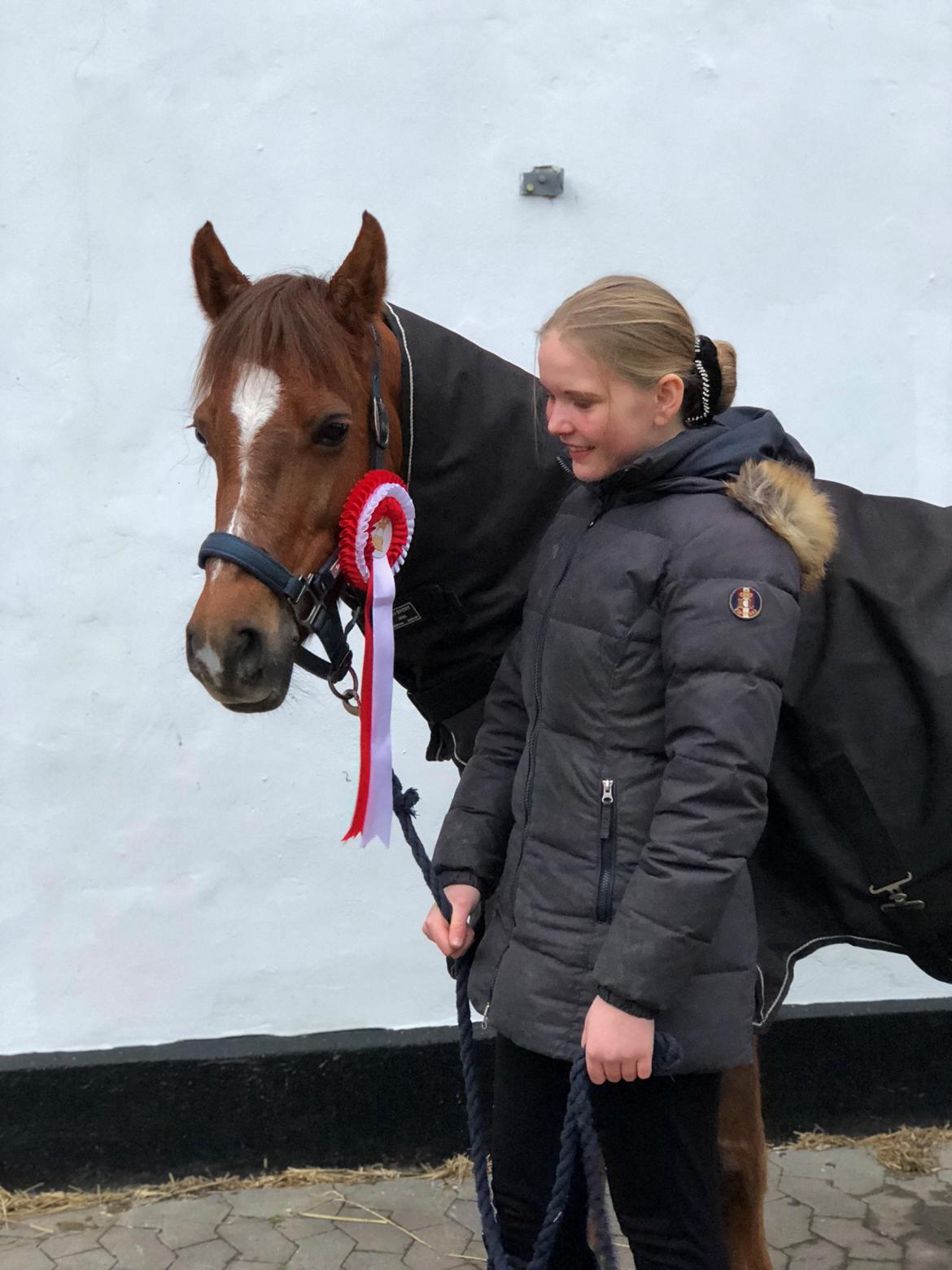 Welsh Pony (sec B) Bjerregårds zenta - Vinder af LA4 til distrikstævne med 67,2%❤️ billede 18