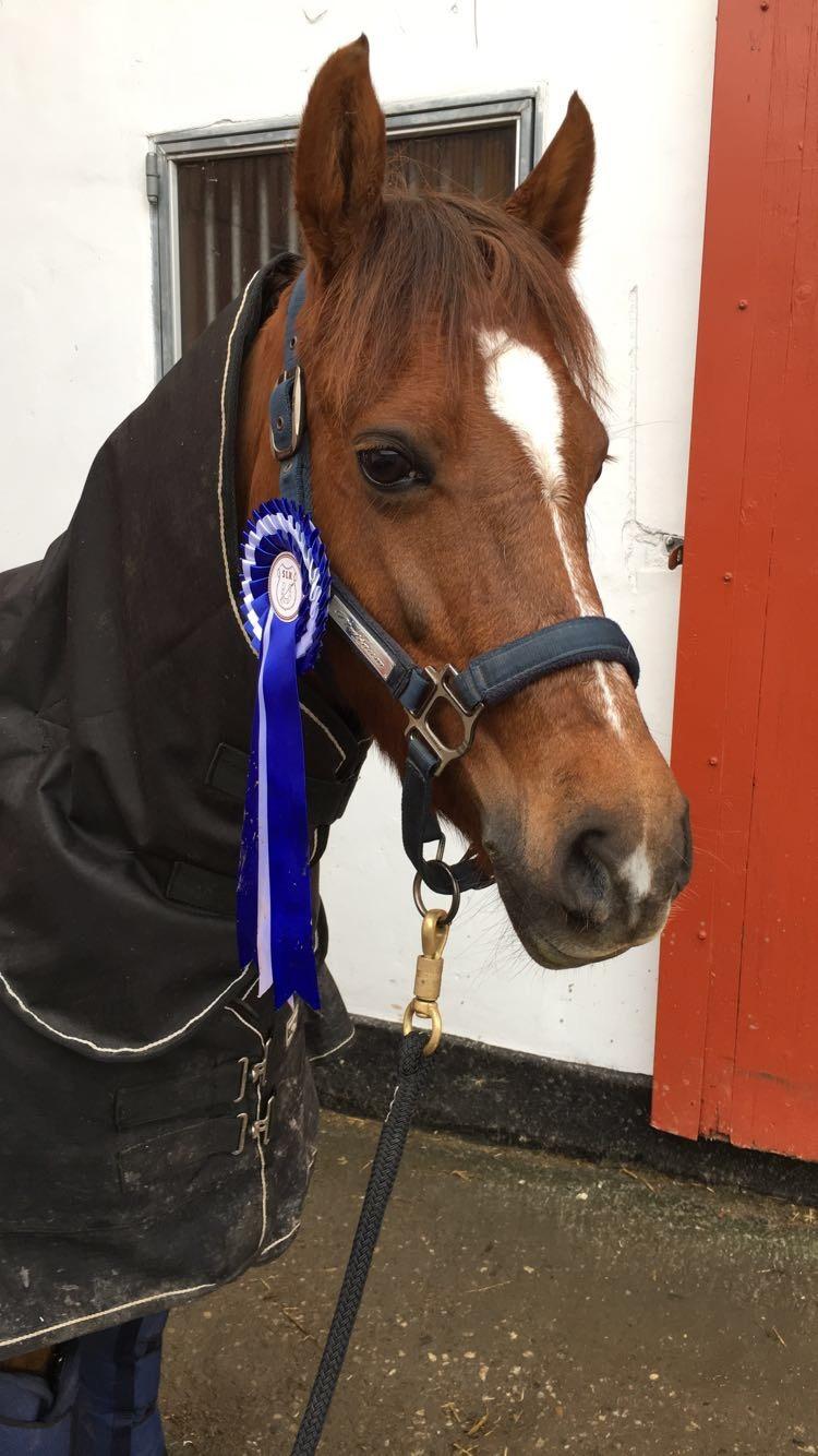 Welsh Pony (sec B) Bjerregårds zenta - Smukkeponyen gik 68,6% i sin første LA4 og vi fik en 2. Plads😍 billede 14