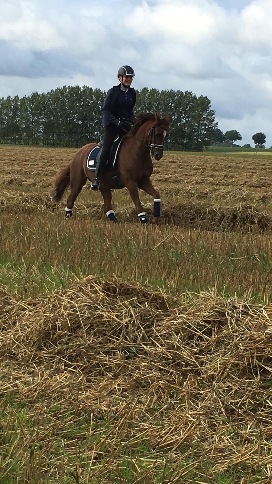 Welsh Pony (sec B) Bjerregårds zenta - Zentus’ første gang over marken! Det var hun fan af😍 billede 15