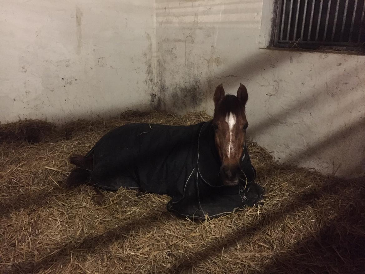 Welsh Pony (sec B) Bjerregårds zenta - Zenta var træt efter en hård stævne weekend😍 billede 19